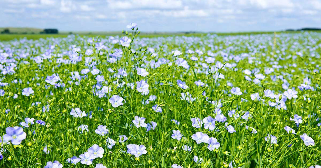 The Journey of Linen: A Story of Water, Earth, and Patience