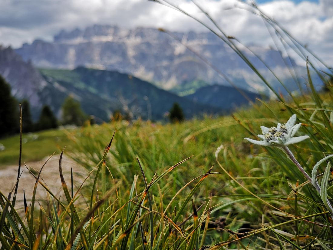 The Flower Closest to the Rock