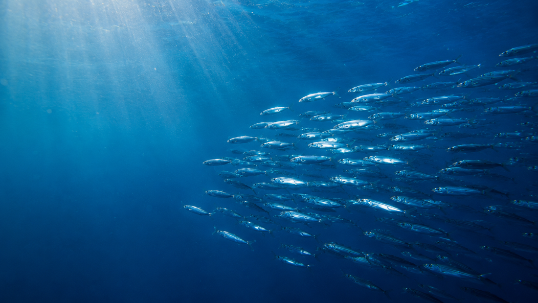 Why Sardines? The Unexpected Elegance of Collezione Amalfi