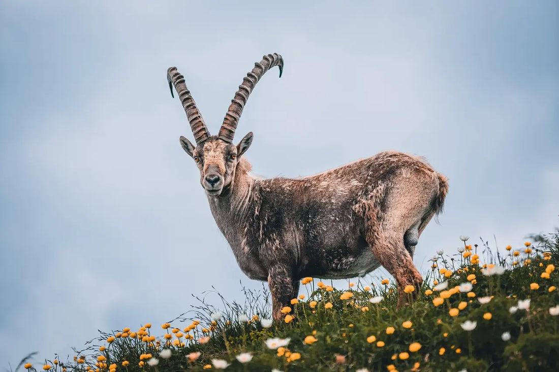 The Animal That Returned to the Rock