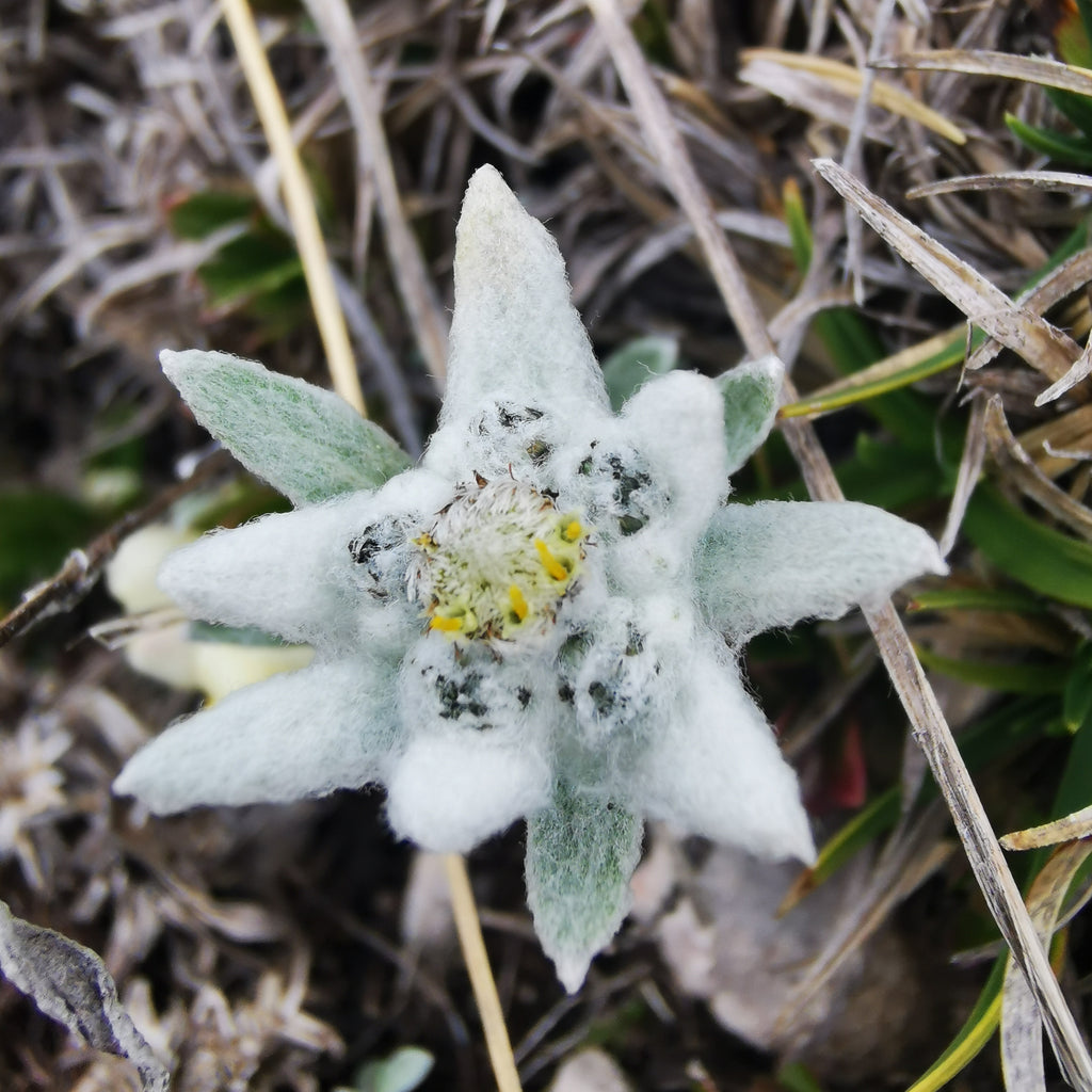 A close-up of a snow lotus flower (Eriophyllum americanum) covered in white frost, surrounded by dry grass and green foliage.